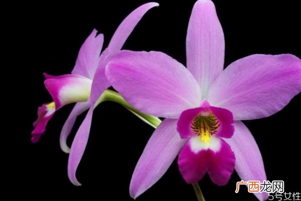 卡特兰的花语是什么呢 卡特兰的种植要注意什么呢