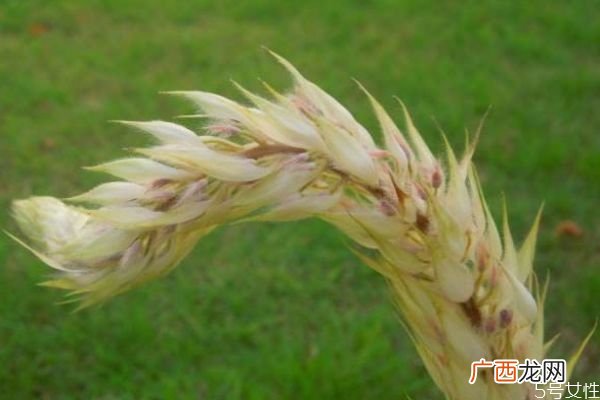猫尾草是一种什么植物呢 猫尾草的作用有什么呢