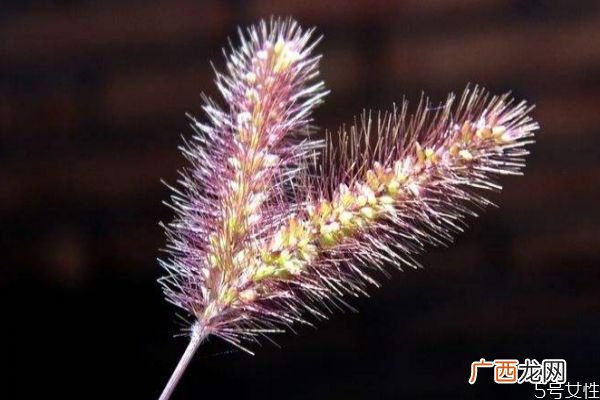 猫尾草是一种什么植物呢 猫尾草的作用有什么呢