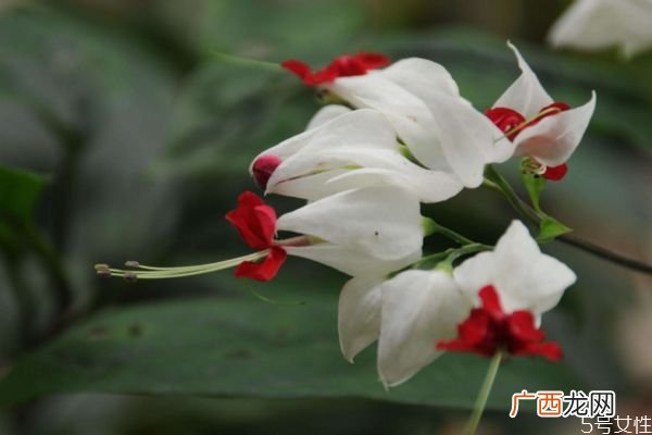 龙吐珠的花语是什么呢 龙吐珠的种植需要注意什么呢