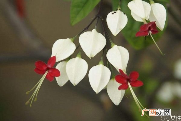 龙吐珠的花语是什么呢 龙吐珠的种植需要注意什么呢