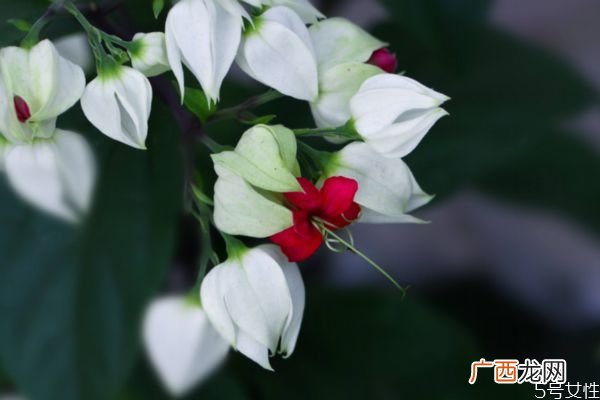 龙吐珠的花语是什么呢 龙吐珠的种植需要注意什么呢