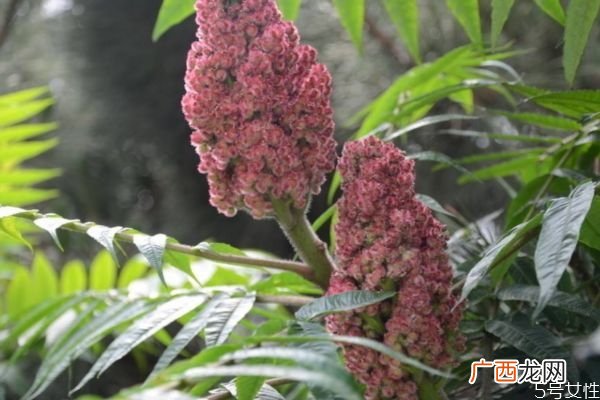 什么是火炬树呢 火炬树有什么作用吗