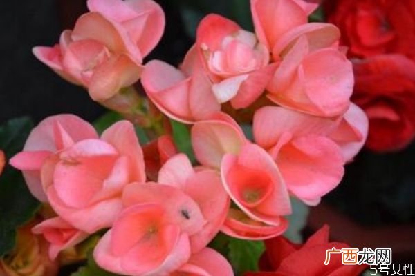 丽格海棠的花语是什么呢 丽格海棠有有毒吗