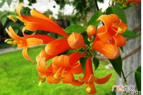 炮仗花是一种什么植物呢 炮仗花有什么作用呢