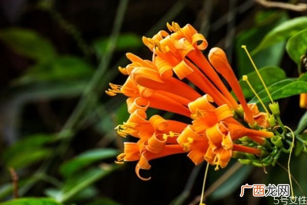 炮仗花是一种什么植物呢 炮仗花有什么作用呢