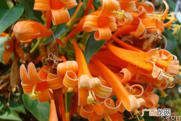 炮仗花是一种什么植物呢 炮仗花有什么作用呢