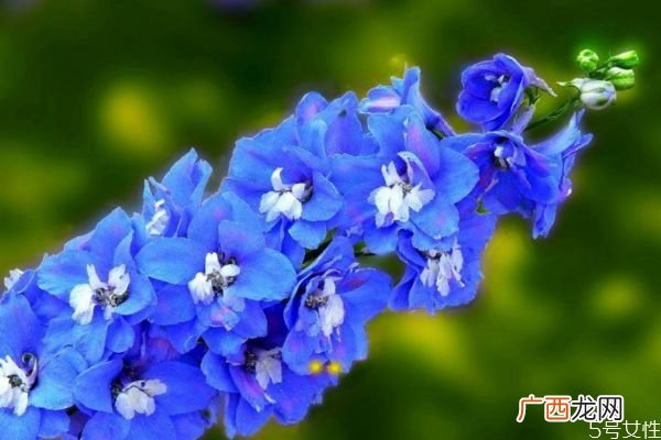 翠雀花是什么植物呢 翠雀花有什么作用呢