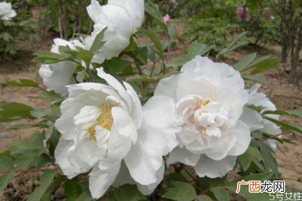 凤丹是一种什么植物呢 凤丹有什么作用呢