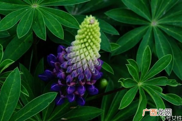 羽扇豆的花语是什么呢 羽扇豆的种植要注意什么呢