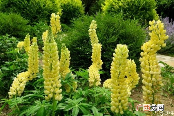 羽扇豆的花语是什么呢 羽扇豆的种植要注意什么呢