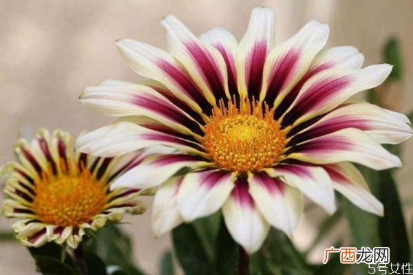 什么是勋章菊呢 勋章菊有什么作用呢