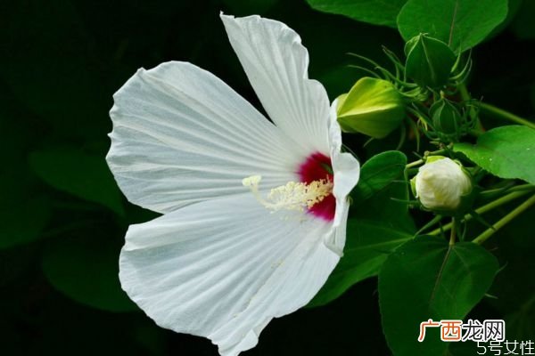 芙蓉葵的花语是什么呢 芙蓉葵的种植有什么注意的呢