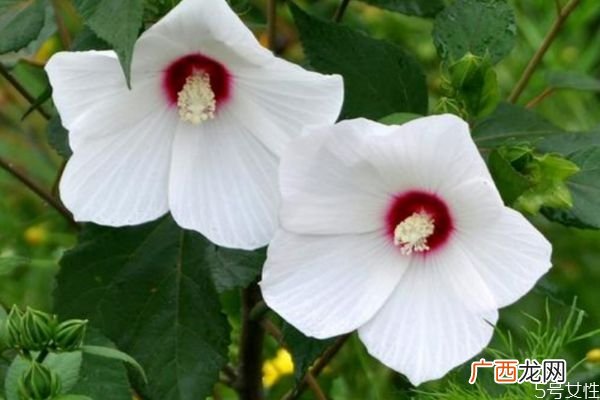 芙蓉葵的花语是什么呢 芙蓉葵的种植有什么注意的呢