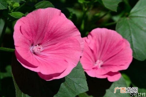 芙蓉葵的花语是什么呢 芙蓉葵的种植有什么注意的呢