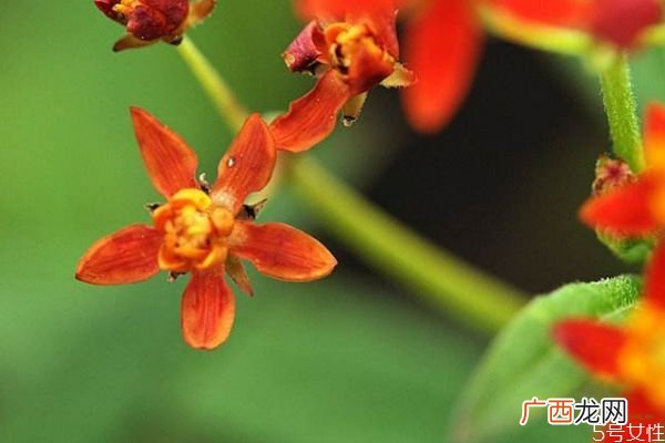 马利筋的花语是什么呢 马利筋的种植有什么注意的呢
