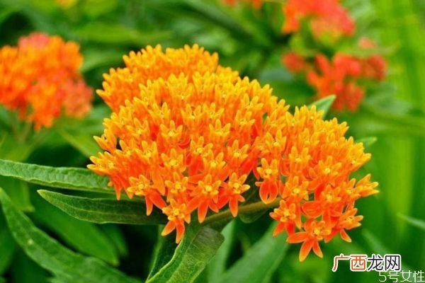马利筋是一种什么植物呢 马利筋有什么作用呢