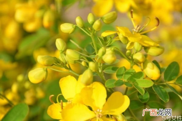 金露梅的花语是什么呢 金露梅的种植有什么注意的呢