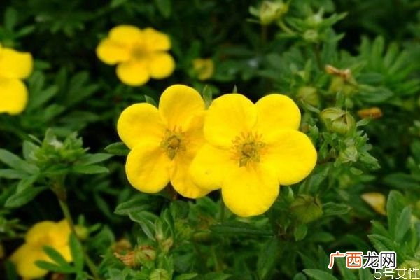 金露梅的花语是什么呢 金露梅的种植有什么注意的呢