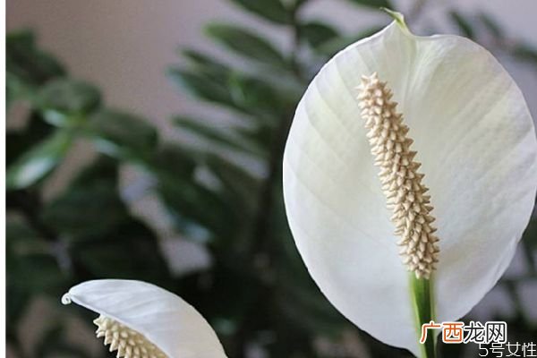 白鹤芋的花语是什么呢 白鹤芋的种植有什么注意的呢