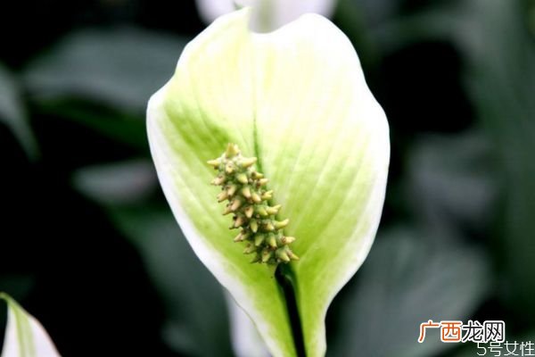 白鹤芋的花语是什么呢 白鹤芋的种植有什么注意的呢