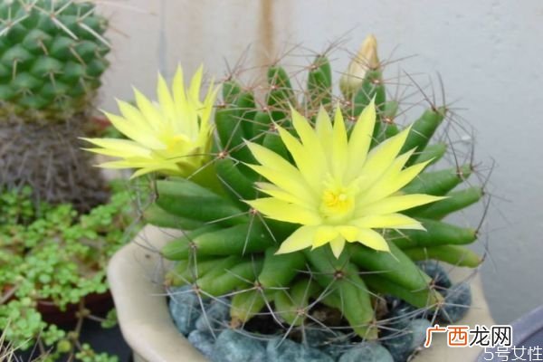 仙人掌可以开花吗 仙人掌的种类有什么呢