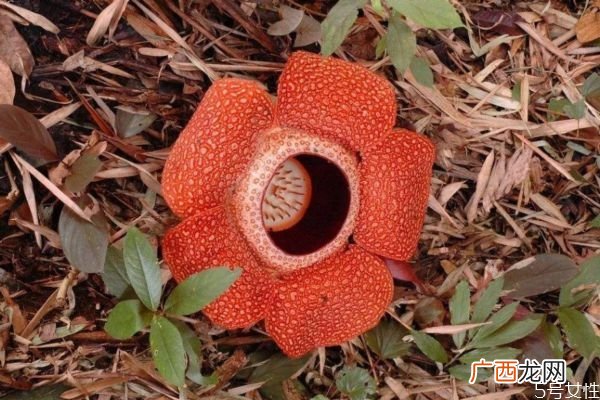大王花是一种什么植物呢 大王花有什么作用呢