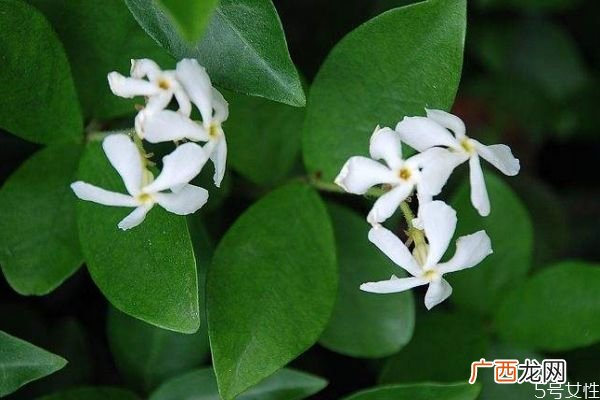 络石花是一种什么植物呢 络石花的生长环境是怎么样呢