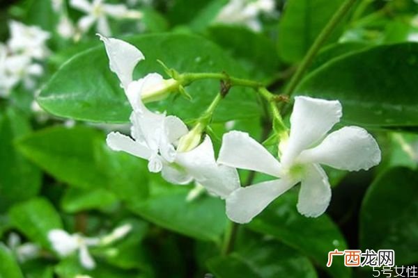 络石花是一种什么植物呢 络石花的生长环境是怎么样呢