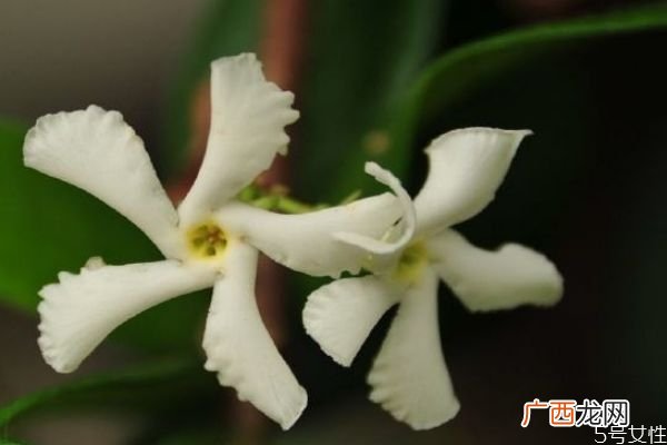 络石花是一种什么植物呢 络石花的生长环境是怎么样呢