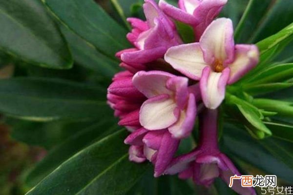 瑞香花的花语是什么呢 瑞香花的种植需要注意什么呢