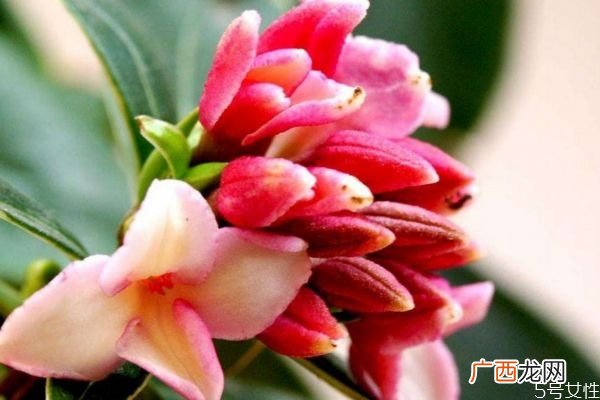 瑞香花的花语是什么呢 瑞香花的种植需要注意什么呢