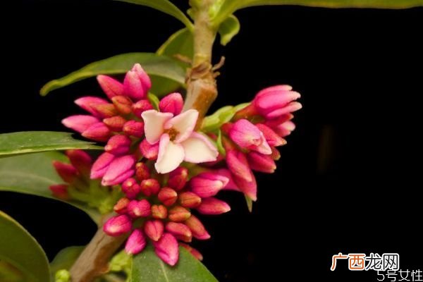 瑞香花的花语是什么呢 瑞香花的种植需要注意什么呢