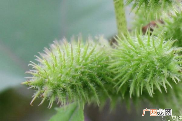 苍耳是一种什么植物呢 苍耳有什么作用呢