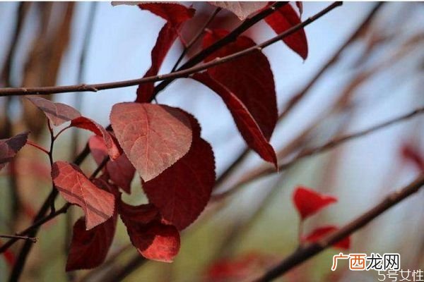 紫叶李是一种什么植物呢 紫叶李有什么作用呢