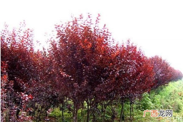 紫叶李是一种什么植物呢 紫叶李有什么作用呢