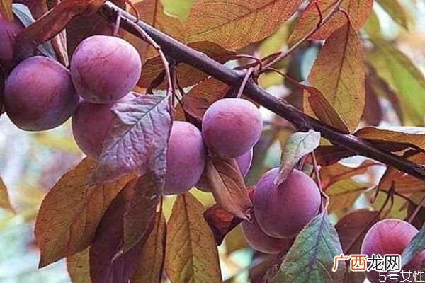 紫叶李是一种什么植物呢 紫叶李有什么作用呢
