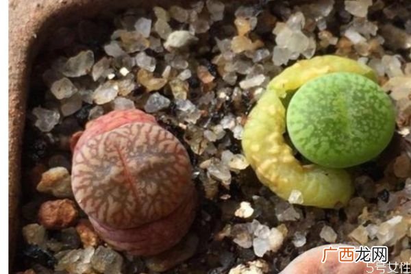 什么是生石花呢 生石花有什么作用呢