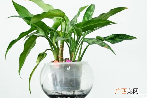 黑美人是一种什么植物呢 黑美人的种植有什么注意的呢