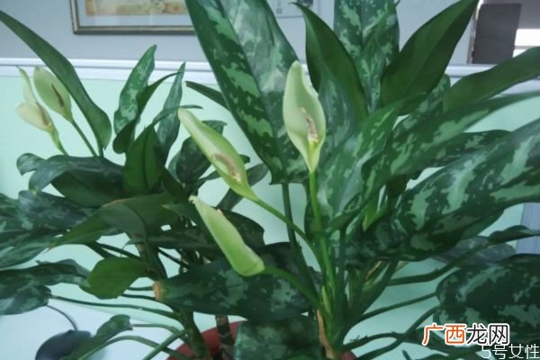 黑美人是一种什么植物呢 黑美人的种植有什么注意的呢