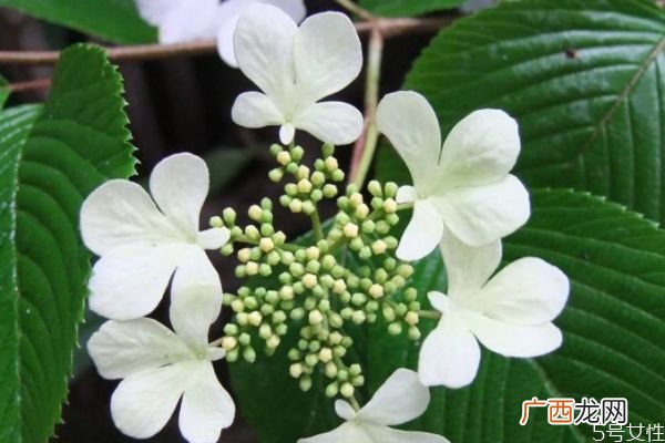 白蝴蝶是一种什么植物呢 白蝴蝶的生长环境是什么呢