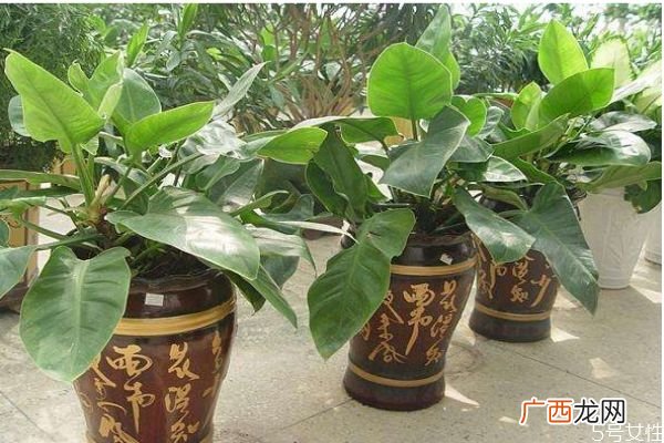 绿帝王是一种什么植物呢 绿帝王有什么作用呢