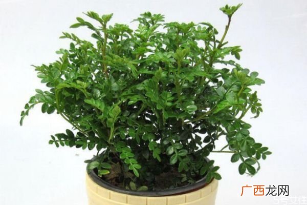 养清香木的好处有什么呢 清香木的花语是什么呢