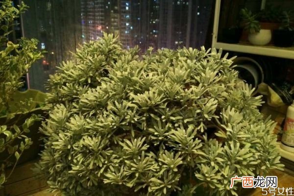什么是芙蓉菊呢 芙蓉菊有什么作用呢