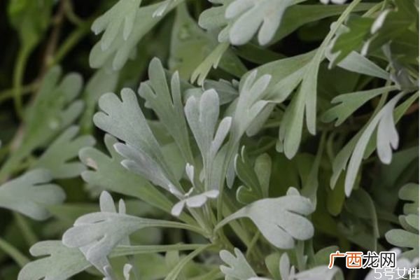 什么是芙蓉菊呢 芙蓉菊有什么作用呢