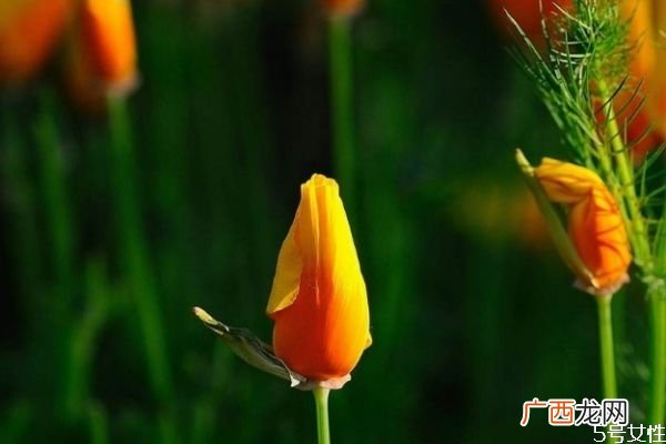 花菱草的花语是什么呢 花菱草的种植有什么注意呢