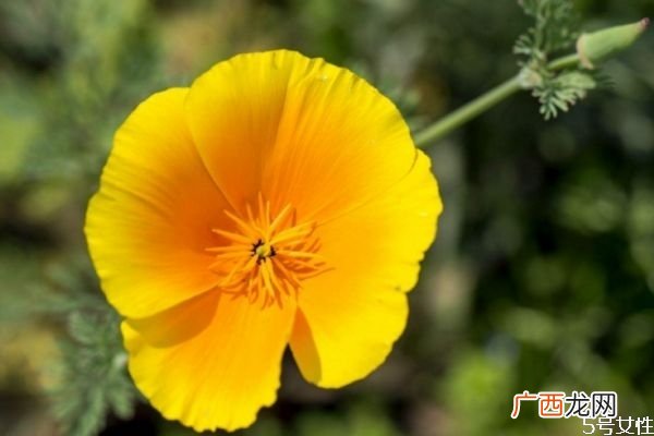 花菱草的花语是什么呢 花菱草的种植有什么注意呢