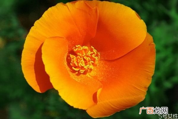 什么是花菱草呢 花菱草有什么作用呢