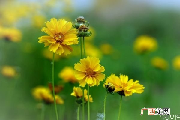 金鸡菊的花语是什么呢 金鸡菊的种植有什么注意的呢