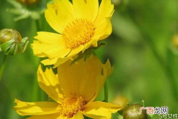 金鸡菊是一种什么植物呢 金鸡菊有什么作用呢